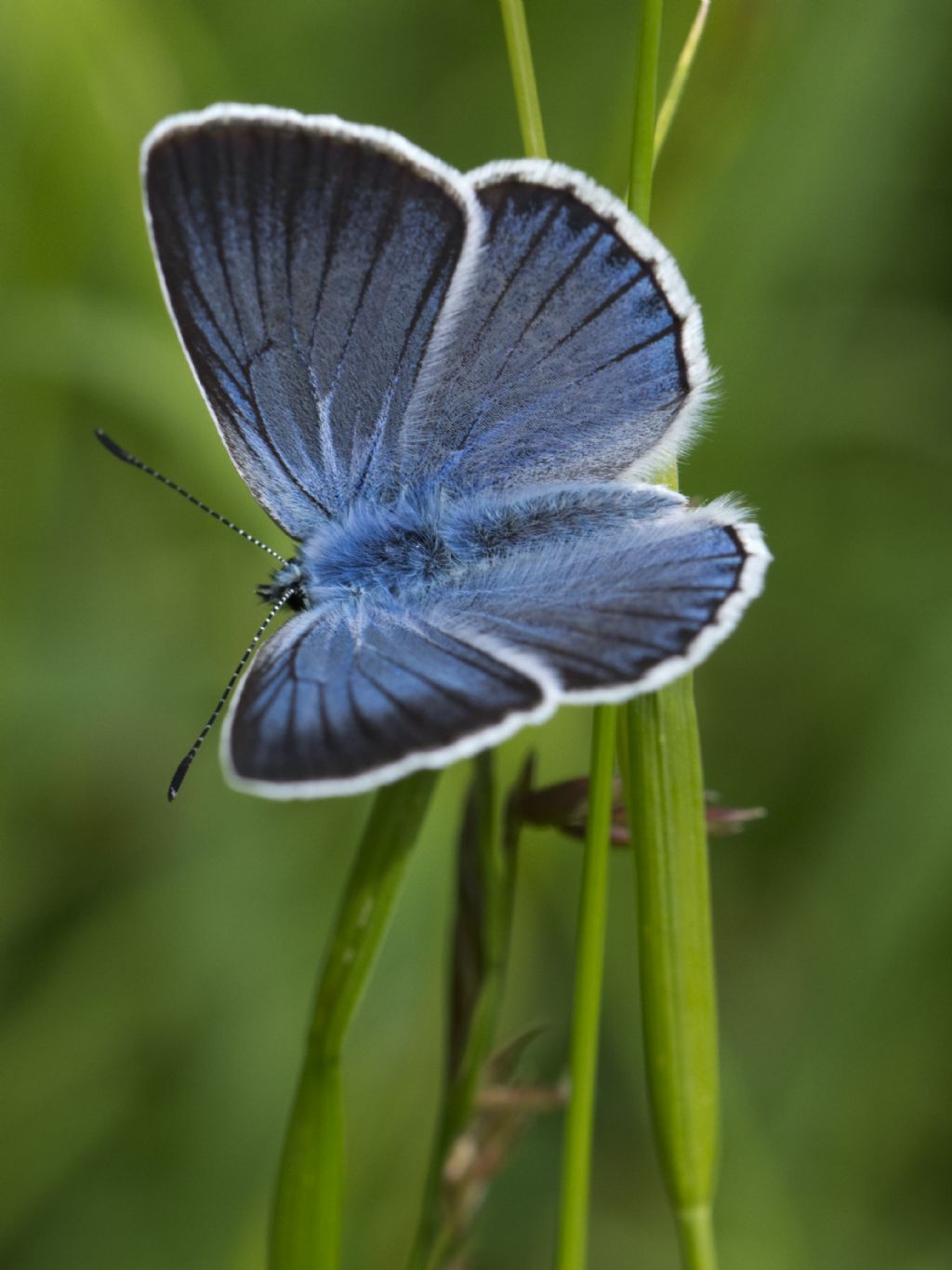 Polyommatus amandus?